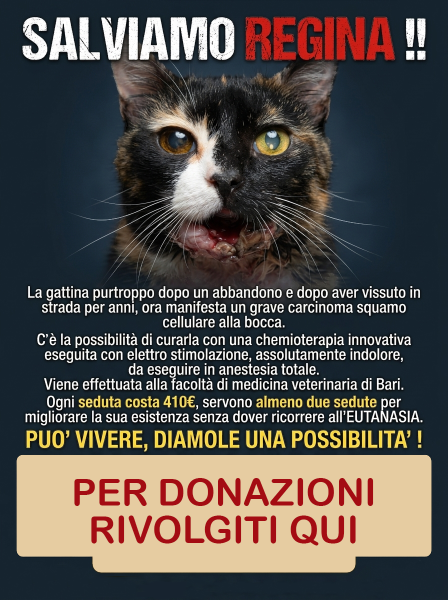 SALVIAMO REGINA!! 🐾💔 AIUTACI A NON FARLA MORIRE!